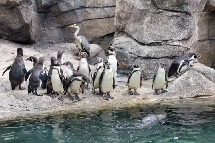 Neugierig und aktiv: Humboldt-Pinguine im Frankfurter Zoo.