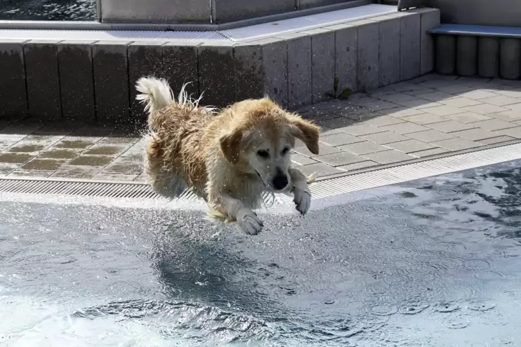 Im Freibad am Willersinnweiher d&uuml;rfen nach dem Saisonende wieder Hunde planschen.