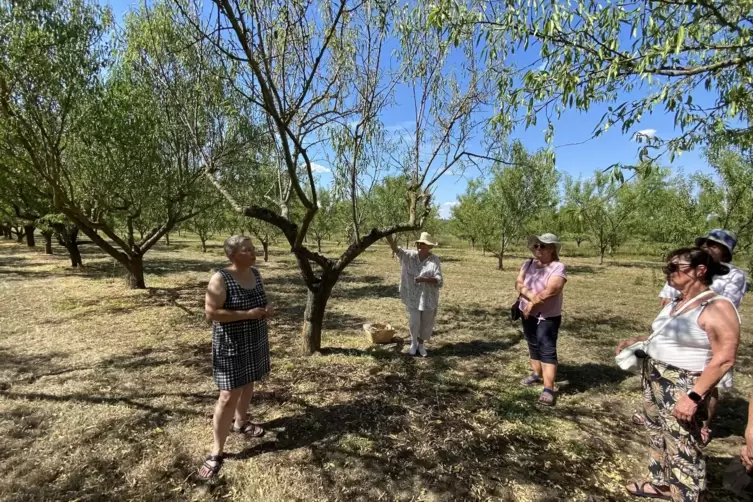 Wie wird die Ernte dieses Jahr? Romy Oberholz (links) beantwortet Fragen der Kursteilnehmer inmitten der Mandelplantage.