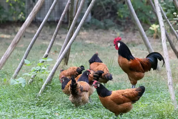 Wo einst Ziegen meckerten, gackern und picken nun Hühner friedlich vor sich hin.