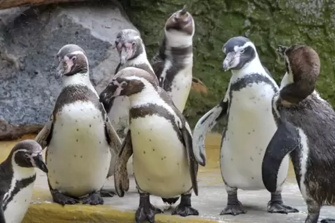 Die Humboldt-Pinguine im Landauer Zoo gehören zu den Lieblingen der Besucher. 