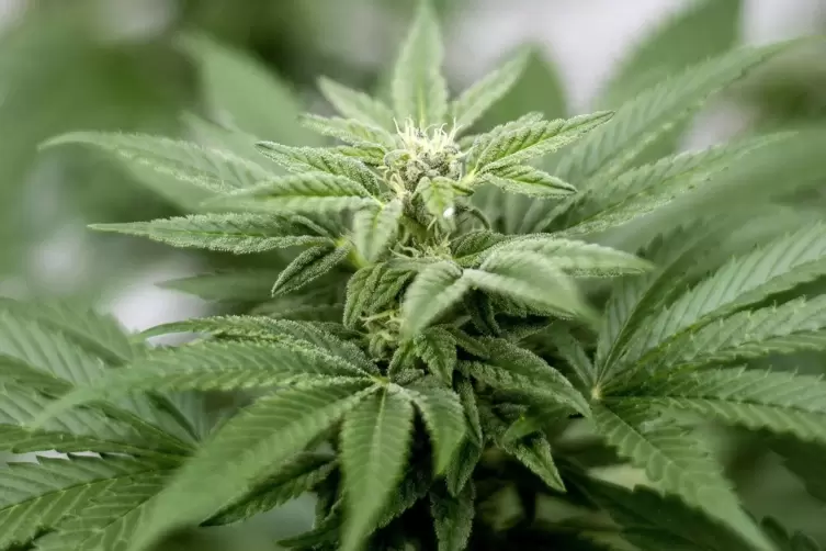 Eine Marihuana-, Cannabis- oder Hanfpflanze. 