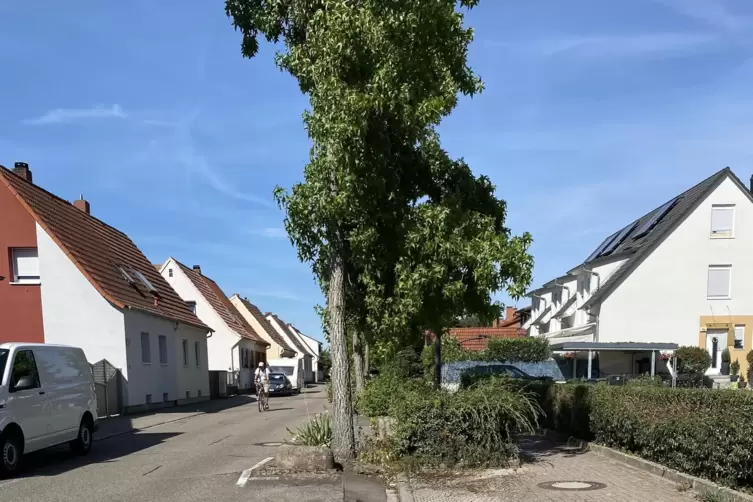 Durch eine neue Pflanzmethode sollen Schäden an Straßen und Gehwegen wie im Offenbacher Mühlweg, die durch das Wachstum der Baum
