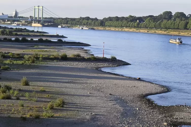 Niedrigwasser im Rhein: Dieses hat auch Auswirkungen auf die Tiere. 
