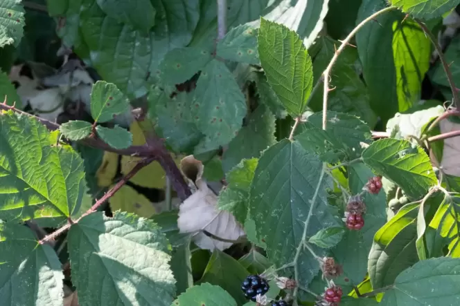 Ruckzuck haben Brombeeren sich ausgebreitet und nehmen viel Raum ein. Ruckzuck haben Brombeeren sich ausgebreitet und nehmen viel Raum ein.