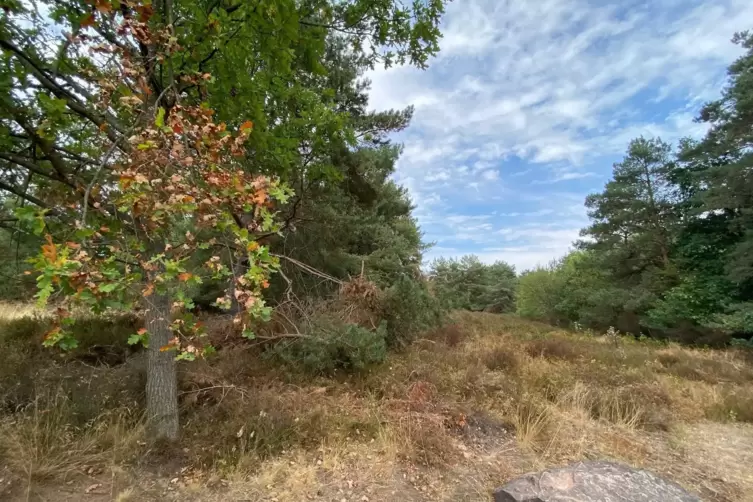 Auch die Laubb&auml;ume bieten mit ihren vertrockneten Bl&auml;ttern ein trauriges Bild. 
