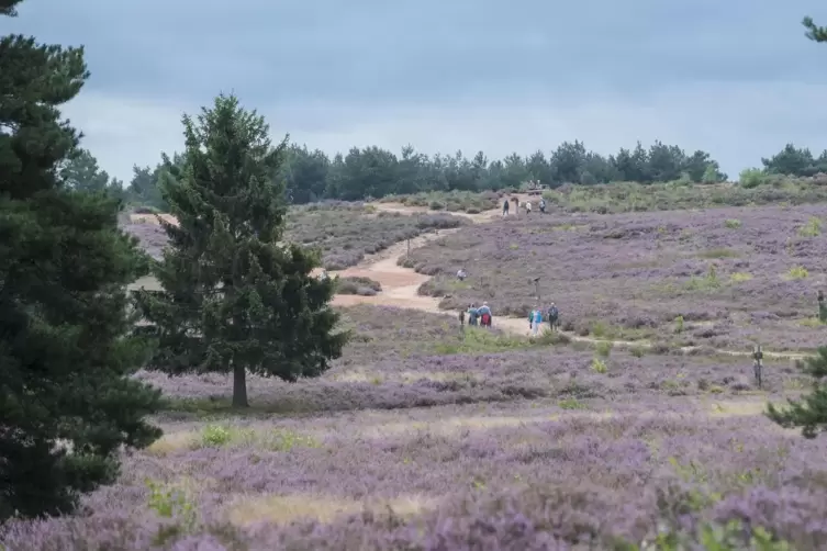 Zum Vergleich: So sah die Heide Ende August 2021 aus. 