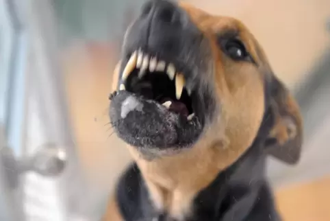 Der Hund einer Waldseerin begann zu knurren, als jemand von außen einen Rolladen öffnen wollte. 