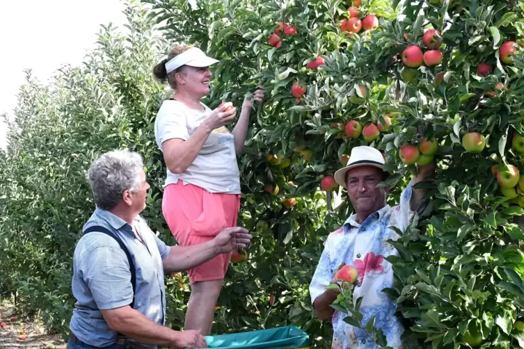 Zwischen G&ouml;nnheim und Gronau hat der Erpolzheimer Obstbauer Emil Hilberth (links) vergangene Woche Elstar und Gala geerntet.