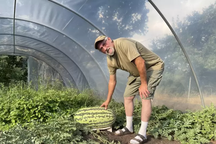Owen Olsen und seine Pracht-Wassermelone. 60 Kilo soll sie beim Wettbewerb auf die Waage bringen.