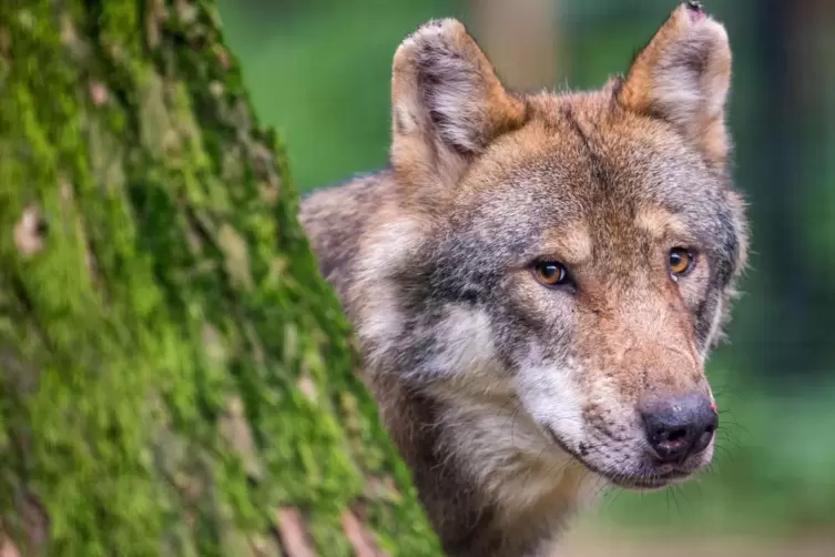 Seit Mitte Juli ist ein Wolf in der Pfalz unterwegs. 