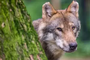 Seit Mitte Juli ist ein Wolf in der Pfalz unterwegs. Seit Mitte Juli ist ein Wolf in der Pfalz unterwegs.