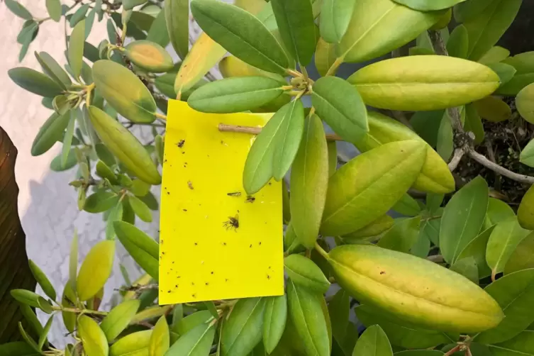 Was Pflanzen jetzt brauchen - RHEINPFALZ-Gartensprechstunde - DIE RHEINPFALZ