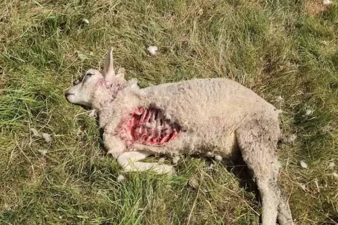ür seine vom Wolf getöten Lämmer bekommt Schafbauer Stefan Burgard jetzt eine Entschädigung. ür seine vom Wolf getöten Lämmer bekommt Schafbauer Stefan Burgard jetzt eine Entschädigung.