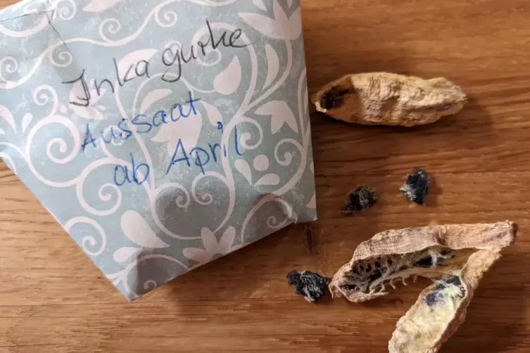 Saatgut kann man selbst gewinnen.
