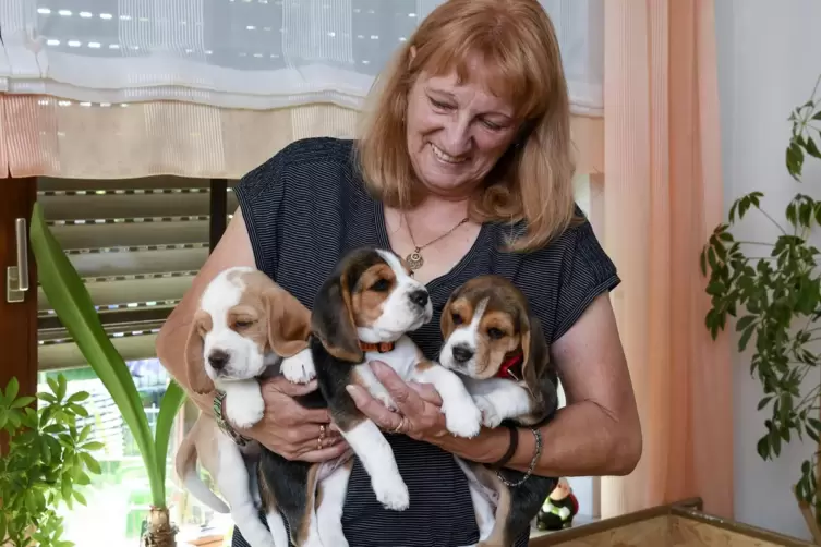 Die drei Beagle-Welpen kamen in der Garderobe von Christine Klumb zur Welt.