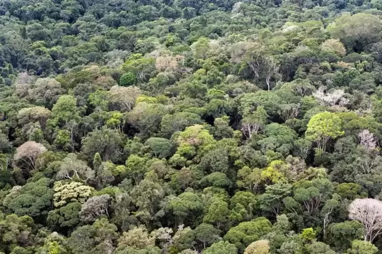 Als der Tumucumaque-Park 2002 gegründet wurde, war er weltweit das größte Urwaldschutzgebiet.