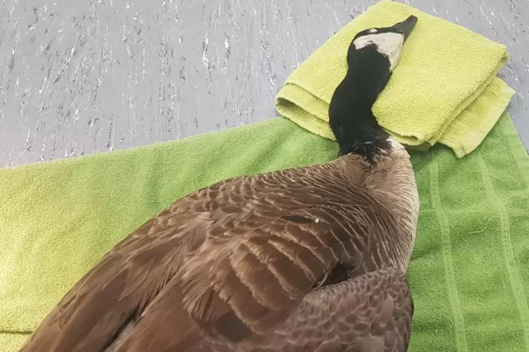 Kanadagans k&auml;mpft mit dem Tod: Das Tier konnte wegen seiner Schussverletzung nicht gerettet werden. 