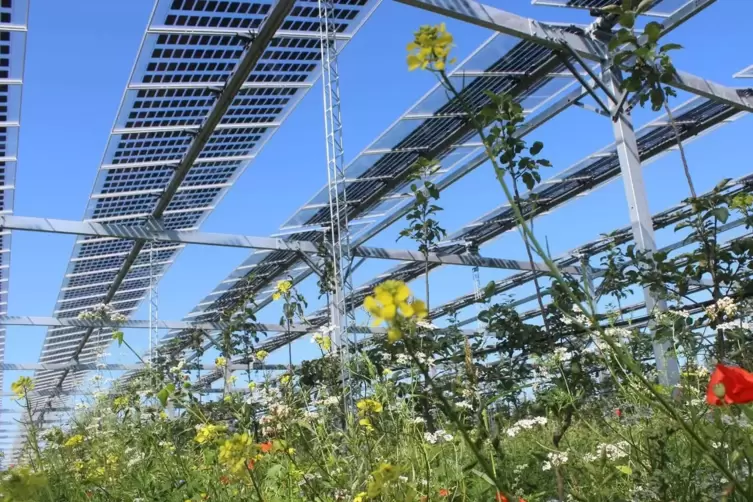 Photovoltaik-Zellen auf hohen Gestellen über landwirtschaftlich genutzter Fläche: Das ist ein Beispiel für Agri-PV.
