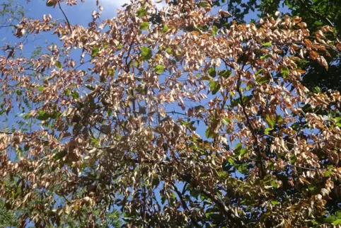 Kein seltener Anblick: braune Blätter im Sommer. Bäume werfen ihr Laub ab, um sich zu retten. 
