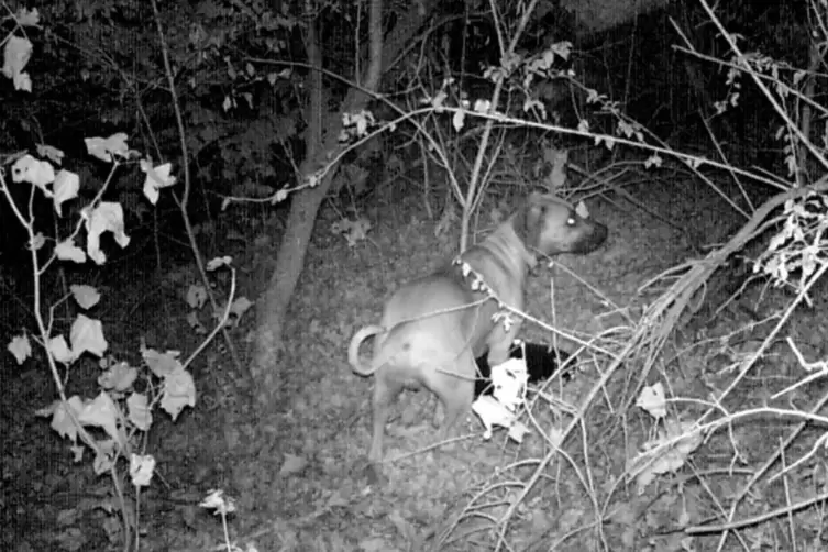 Freilaufender Hund: Solche Szenen beobachtet ein R&ouml;merberger Ehepaar immer wieder.