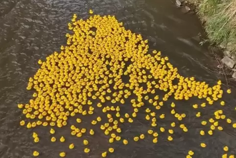 791 gelbe Flitzer sind beim 11. Entenrennen des BBC Fastbreakers Rockenhausen an den Start gegangen. 791 gelbe Flitzer sind beim 11. Entenrennen des BBC Fastbreakers Rockenhausen an den Start gegangen.