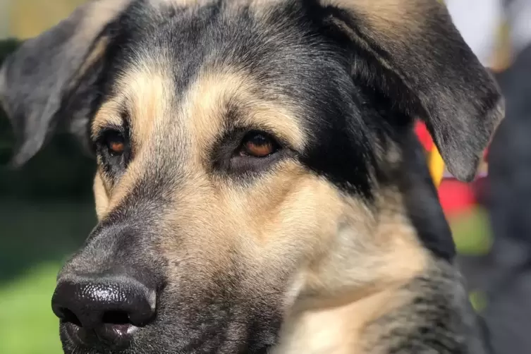Der Sieger-Hund des Entenrennens: Foulis.