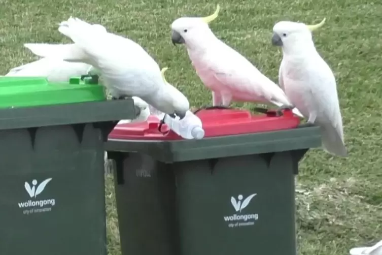 Kakadus versuchen, Wasserflaschen aus einem Mülldeckel zu entfernen. 