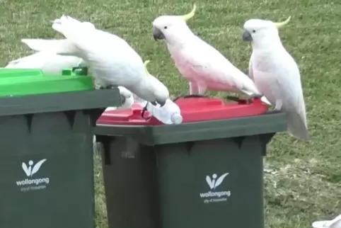 Kakadus versuchen, Wasserflaschen aus einem Mülldeckel zu entfernen. 