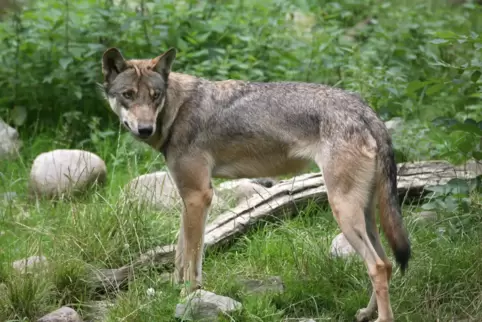 Wölfe haben von Natur aus eine schlanke figur: Denn als Hetz-Jäger müssen sie schnell sein können, wie Back erklärt. 