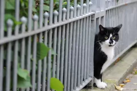 Streunende Katze. 
