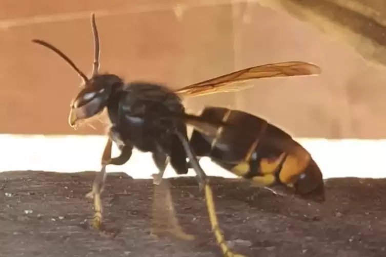 Dieses Exemplar haben hiesige Natursch&uuml;tzer fotografiert. 