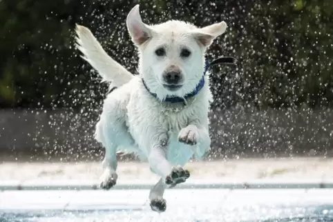 Ob der Hund den Mann gebissen oder nur angesprungen hat, dazu gibt es widersprüchliche Aussagen.