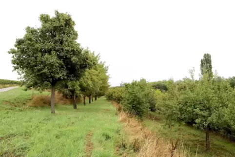 Die Streuobstwiese bei Arzheim. 