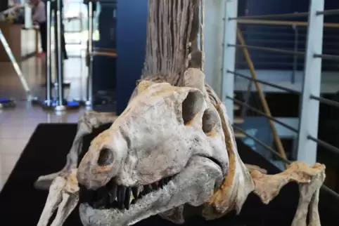 Ein Blick in die Saurier-Ausstellung.