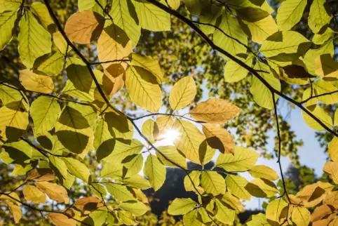 Der Herbst ist da. 