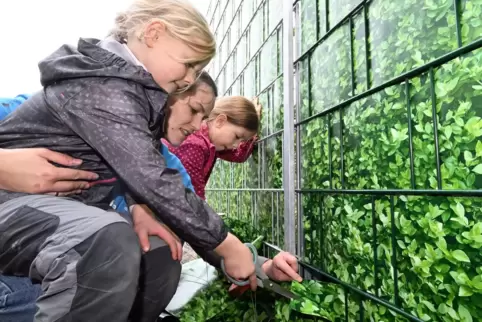 Auch die Kinder helfen mit: Catrine Henkes mit Lea und Miriam bei der Arbeit am Zaun der Kita. 
