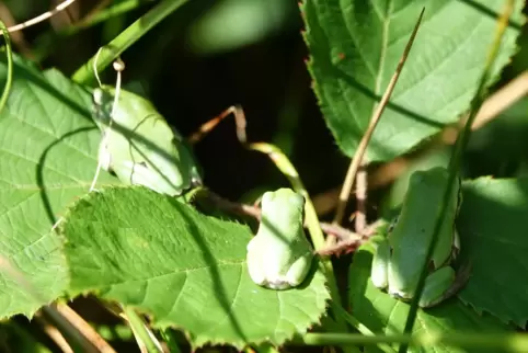Ein letzter Blick auf die freigelassenen Laubfrösche, bevor sie in ihren Verstecken verschwinden. 