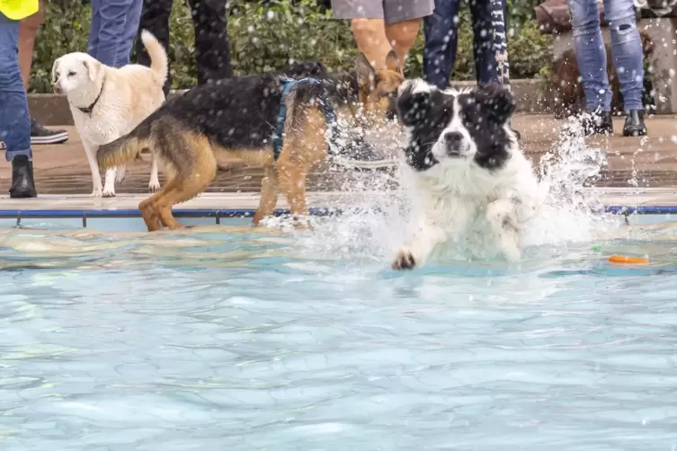 Der Sprung ins Becken war am Wochenende den Hunden vorbehalten.