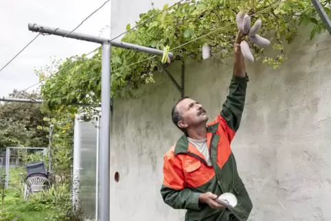 Martin Knies ist ein Gartenexperte. Bei ihm zu Hause wachsen auch ganz besondere Früchte, wie eine Klettergurke, die so gar nich