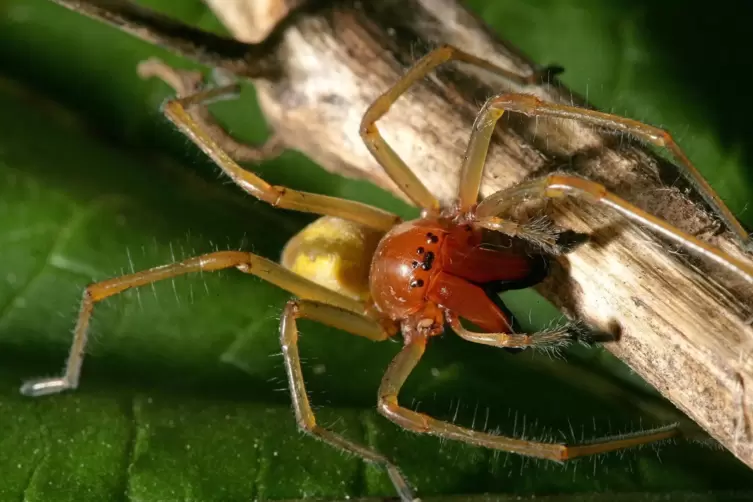 Der Ammen-Dornfinger ist eine seltene Spinnenart, die eigentlich aus dem Mittelmeerraum stammt. In der warmen Pfalz fühlt sie si