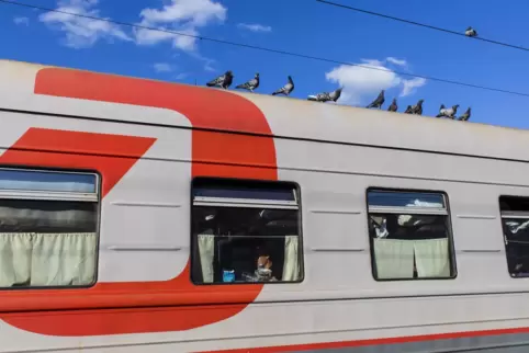 Wir haben lange gesucht, bis wir Zugvögel gefunden haben. Sie sitzen auf der Transsibirischen Eisenbahn. Es sind Tauben. Und dam