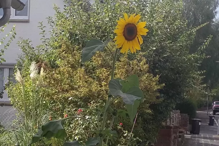 Die Sonnenblume kämpft sich tapfer aus dem Pflaster.