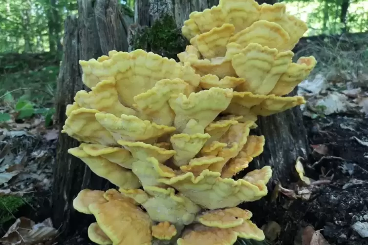 Ein auffälliger Pilz an einem alten Baumstumpf.