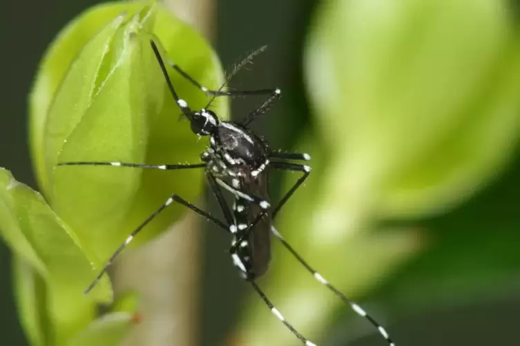 Die Asiatische Tigerm&uuml;cke, leicht erkennbar an ihrer auff&auml;lligen Zeichnung, kann unter anderem das Dengue- und das Zikavirus &uuml;be