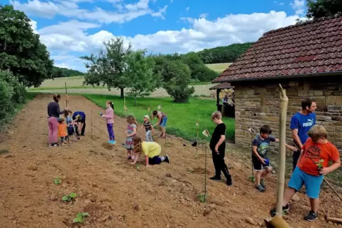 Im Juni hat der Förderverein „WIR Bisterschied“ zusammen mit Kitakindern 60 Kürbispflanzen ausgesät. 