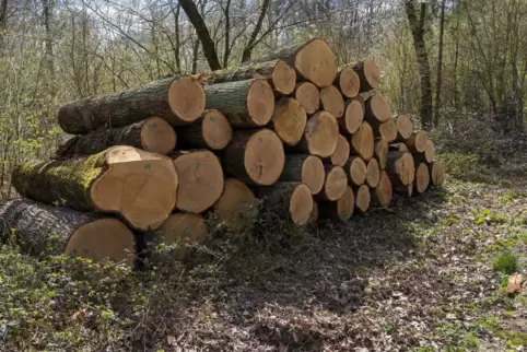 Auf solchen Holzstapeln sollte man besser nicht klettern.