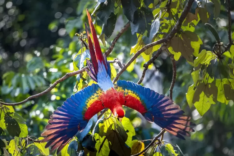 Von Michael Martin fotografiert: ein Ara in Amazonien. 