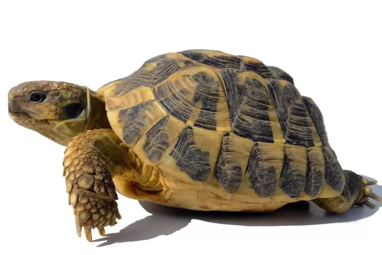  Die „testudo hermanni hermanni“ ist eine Unterart der Griechischen Landschildkröte, typisch für sie sind unter anderem gelbe Fl