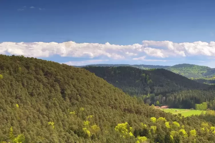 Der Pfälzerwald von der Burg Altdahn aus. Rund 5000 Hektar werden vom Dahner Waldbauverein verwaltet.